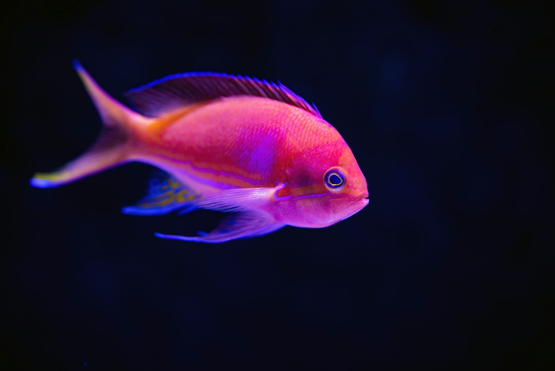 Zoo and aquarium environments